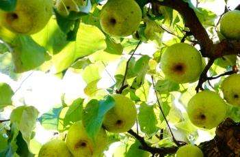 梨树多挂果的方法
