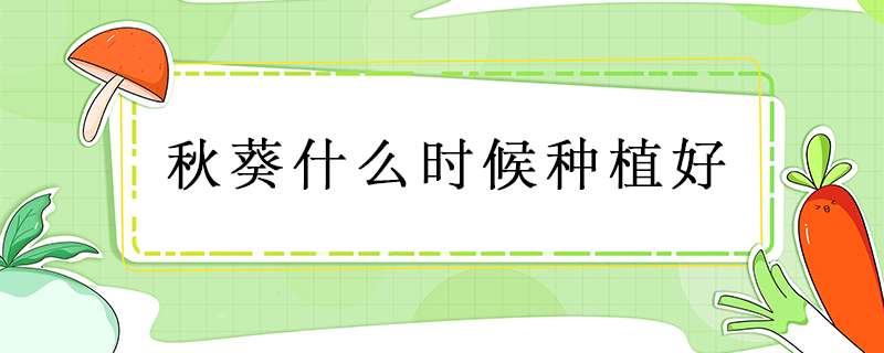 秋葵什么时候种植好