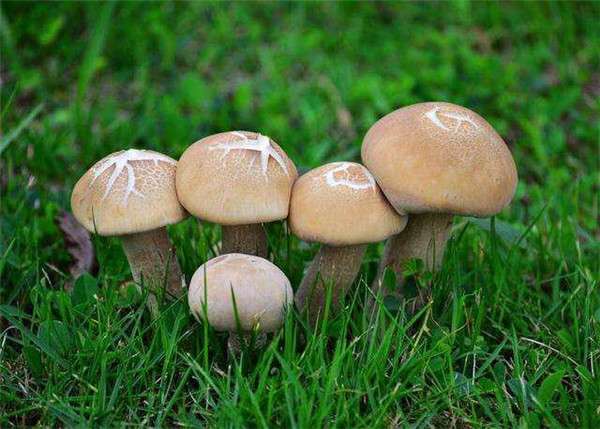 蘑菇煮熟了可以放多久