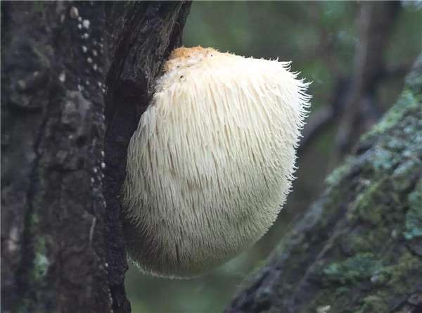 蘑菇长白毛了还能吃吗