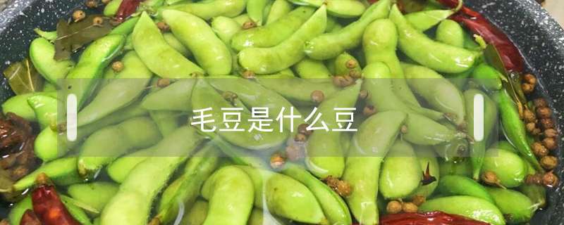 毛豆是什么豆