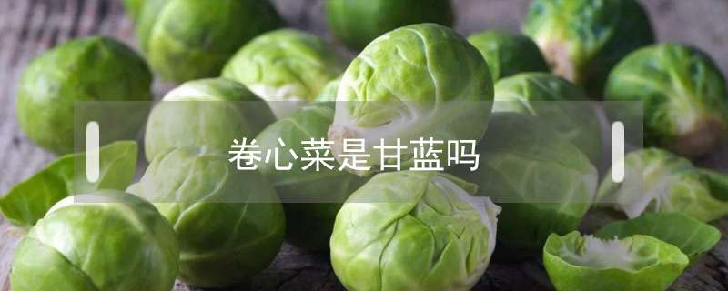 卷心菜是甘蓝吗