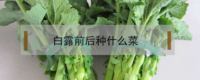 白露前后种什么菜