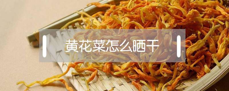 黄花菜怎么晒干