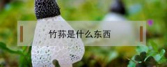 竹荪是什么东西