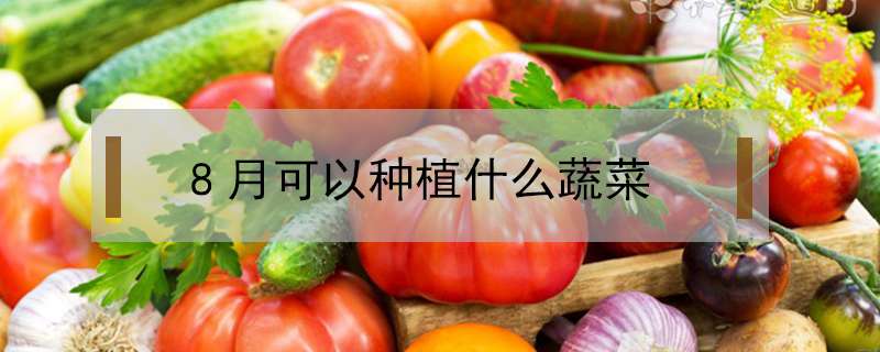 8月可以种植什么蔬菜