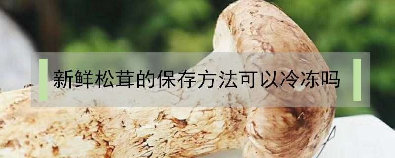 新鲜松茸的保存方法可以冷冻吗