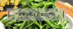 面条菜和毛妮菜的区别