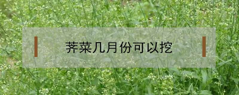 荠菜几月份可以挖