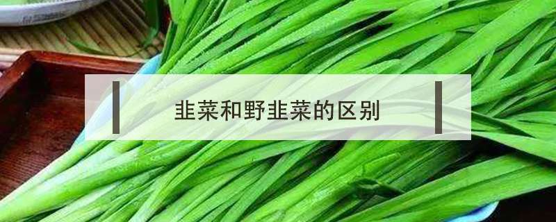 韭菜和野韭菜的区别