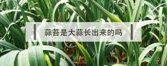 蒜苔是大蒜长出来的吗