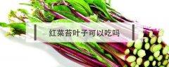 红菜苔叶子可以吃吗