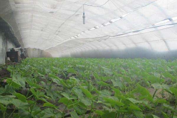 小拱棚蔬菜种植