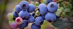 适合北方的蓝莓品种