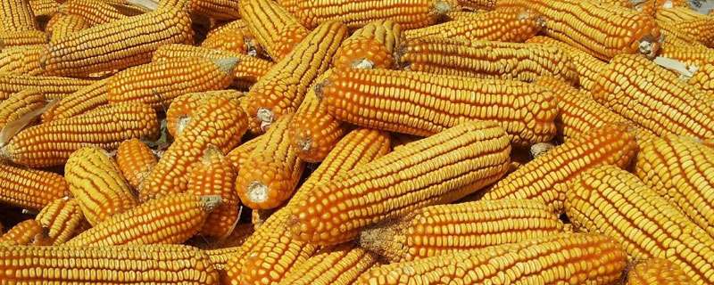 农大488玉米种介绍,红轴粒深且脱水快,稀植大穗密植高产