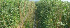 长豆角露地种植亩产多少斤 种一亩豆角的利润有多少