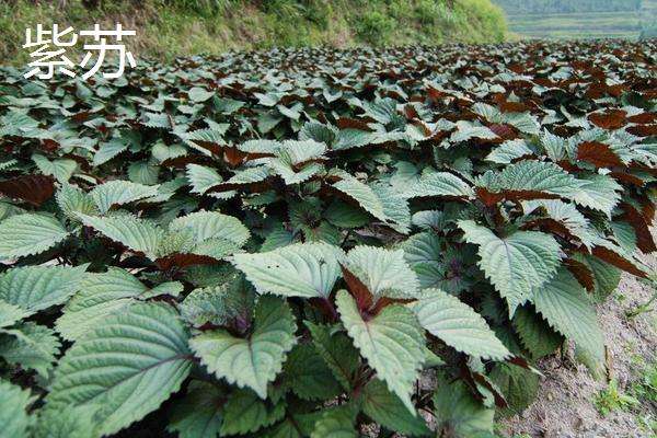 哪些野菜种植前景好 野菜种植一亩能挣多少钱