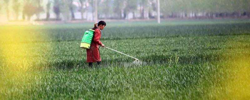 小麦除草时间，什么时候打药合适