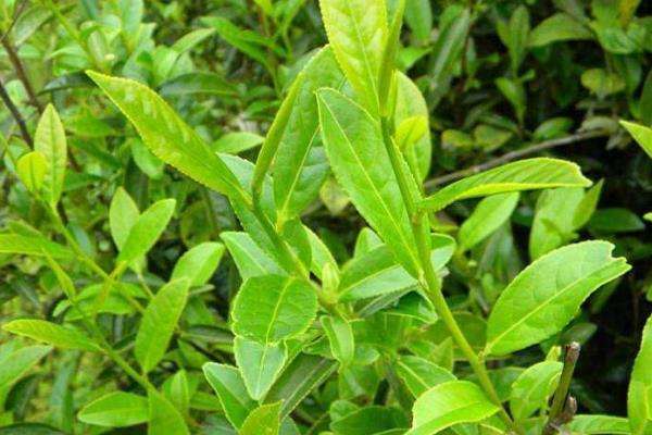 茶苗移栽最佳时间,移栽后多久施肥?怎么修剪管理?