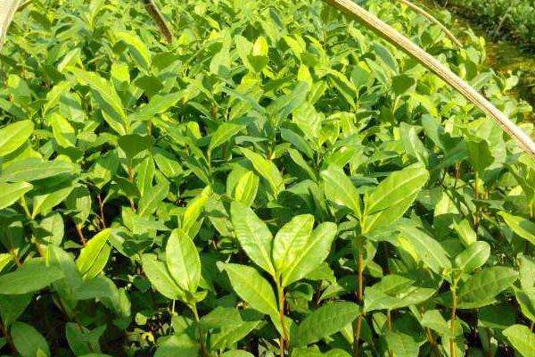 茶苗移栽最佳时间,移栽后多久施肥?怎么修剪管理?