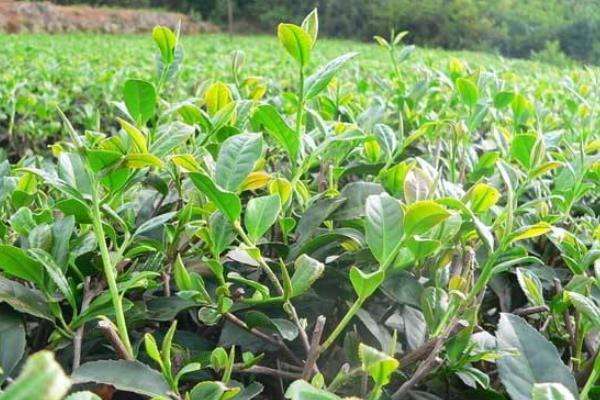 茶苗移栽最佳时间,移栽后多久施肥?怎么修剪管理?