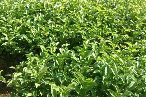 茶苗移栽最佳时间,移栽后多久施肥?怎么修剪管理?