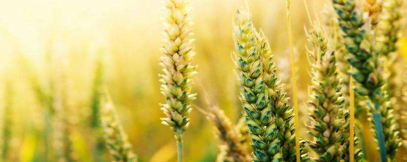 小麦最佳播种期是什么时候？温度多少？播多少量？