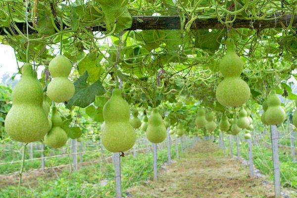 冬天室内葫芦种植技术