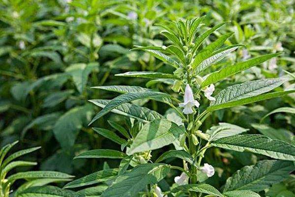 芝麻控旺时间，4至6叶能控旺吗