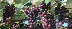 葡萄种植技术与管理方法