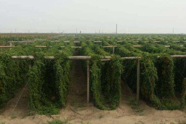 山药种植技术与栽培管理,附田间注意事项