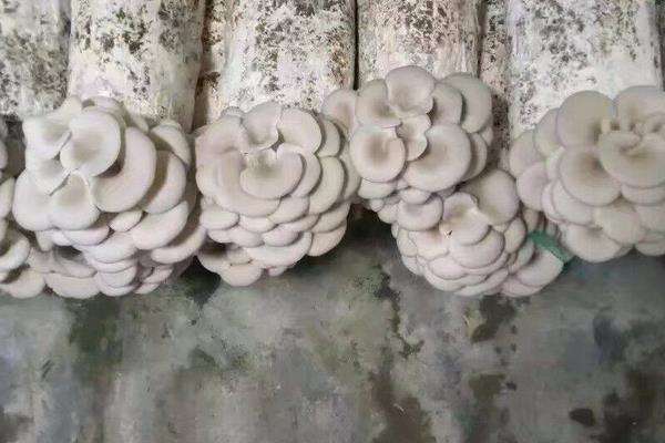 蘑菇菌包怎么种植更快