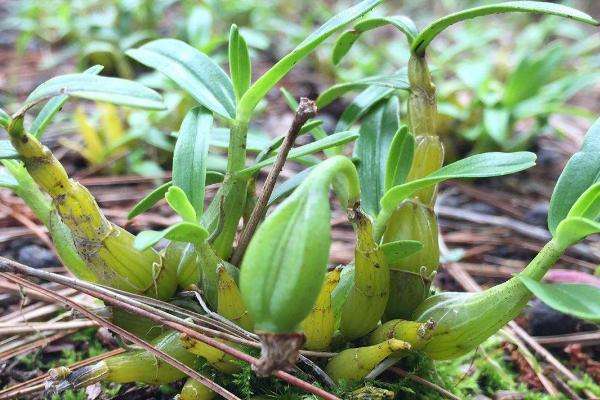 霍山石斛种植方法