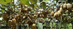 猕猴桃的种植技术与管理