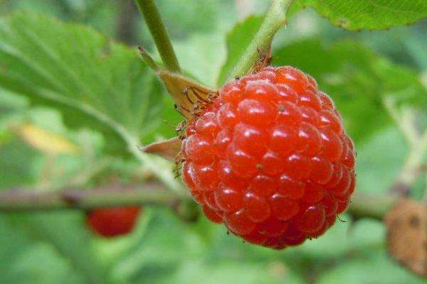 4种方法来种植树莓