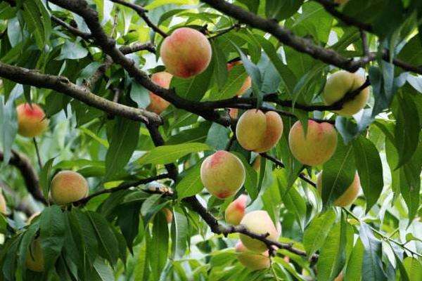 桃树全年用药表