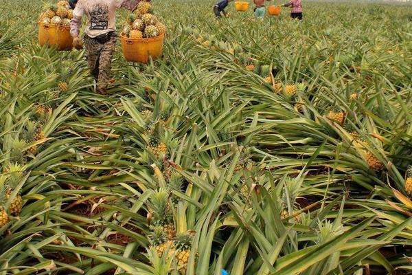 菠萝怎么种植方法视频