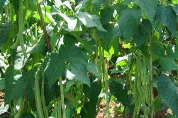 菜豆种植时间和方法
