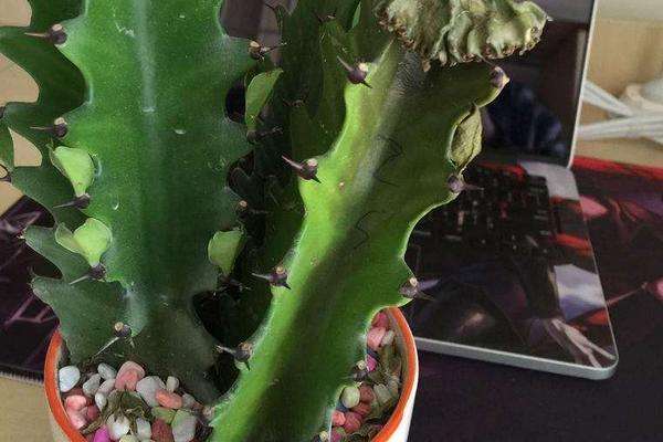 龙骨花的养殖方法几月份剪枝