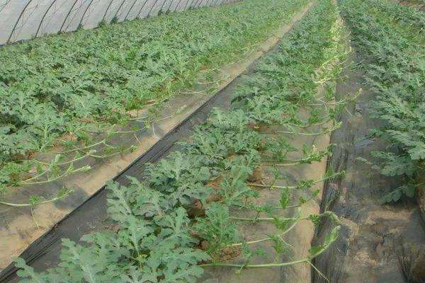 西瓜怎样种植产量高产