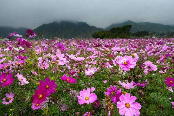 格桑花种植方法和时间