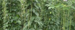 长豆角种植时间和方法