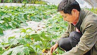 蜜本南瓜种植时间