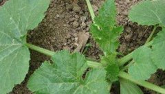 角瓜种植方法和种植时间 角瓜种植技术要点