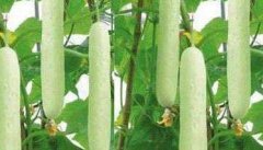 秋黄瓜高产栽培技术要点与主要步骤