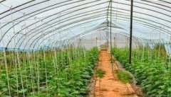 温室黄瓜种植技术和管理新方法，共分五步骤