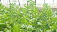 黄瓜苗期管理技术 黄瓜苗期的施肥及秧苗锻炼