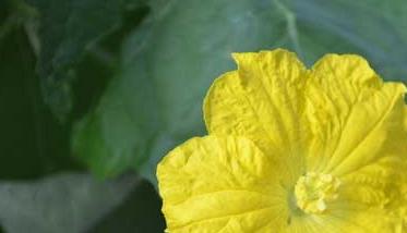 丝瓜病虫害防治技术 丝瓜病虫害防治技术