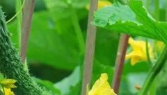 黄瓜高产栽培技术 黄瓜怎样能高产