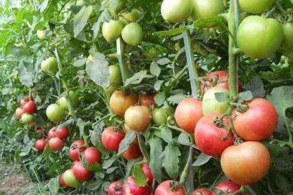 蕃茄的种植时间和方法